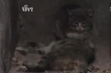 貓媽吃塑膠裹腹致死…小貓守著死去的母親_圖5