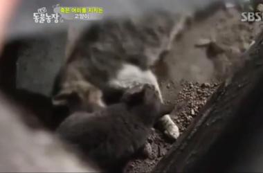 貓媽吃塑膠裹腹致死…小貓守著死去的母親_圖11