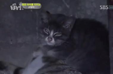 貓媽吃塑膠裹腹致死…小貓守著死去的母親_圖12