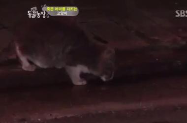 貓媽吃塑膠裹腹致死…小貓守著死去的母親_圖15