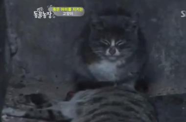 貓媽吃塑膠裹腹致死…小貓守著死去的母親_圖19