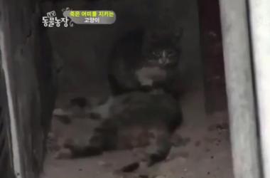 貓媽吃塑膠裹腹致死…小貓守著死去的母親_圖22