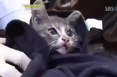 貓媽吃塑膠裹腹致死…小貓守著死去的母親_圖24