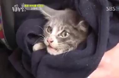 貓媽吃塑膠裹腹致死…小貓守著死去的母親_圖26