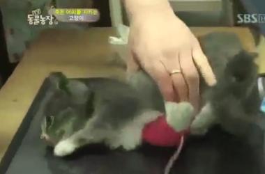 貓媽吃塑膠裹腹致死…小貓守著死去的母親_圖30