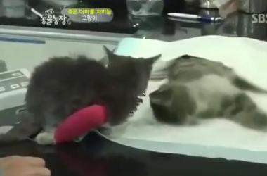 貓媽吃塑膠裹腹致死…小貓守著死去的母親_圖34