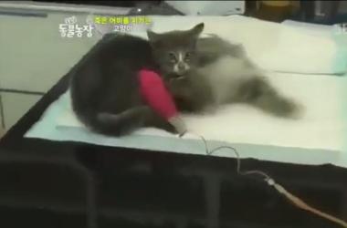 貓媽吃塑膠裹腹致死…小貓守著死去的母親_圖36