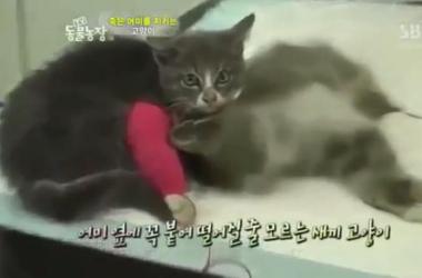 貓媽吃塑膠裹腹致死…小貓守著死去的母親_圖37