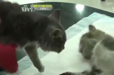 貓媽吃塑膠裹腹致死…小貓守著死去的母親_圖38