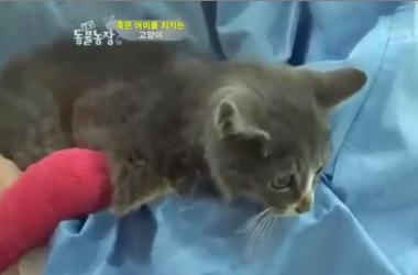 貓媽吃塑膠裹腹致死…小貓守著死去的母親_圖39
