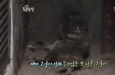 貓媽吃塑膠裹腹致死…小貓守著死去的母親_圖4