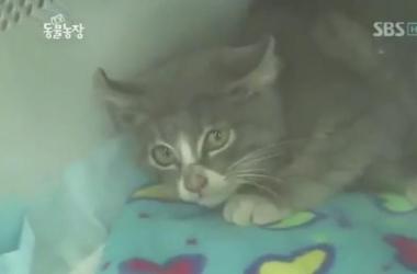 貓媽吃塑膠裹腹致死…小貓守著死去的母親_圖41