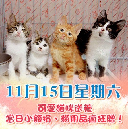 【華山貓咪送養 ／ 貓用品義賣會】_圖4