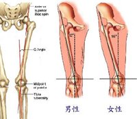 女性股四頭肌生理夾角與膝關節不明原因疼痛大相關_圖1