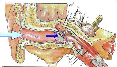 熱情的「擁吻」小心親破耳膜，激情過後當心卵巢破裂！