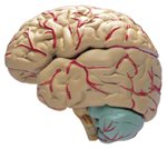 喜歡自虐、施暴，恐是腦部出問題！_圖1