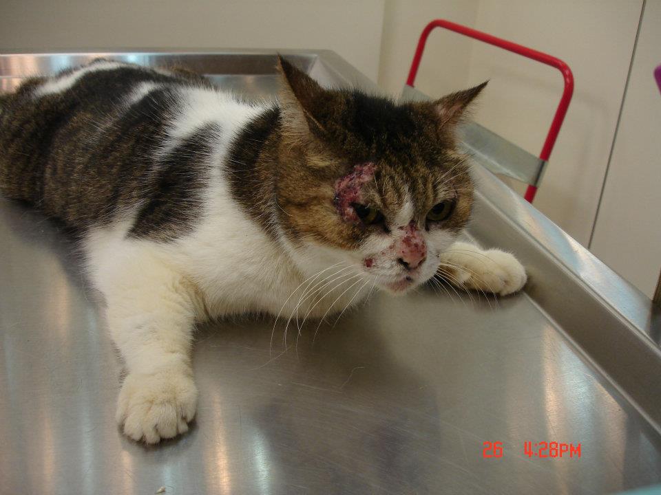 我會變美的…你能愛我嗎？_圖2