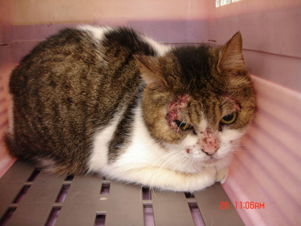 我會變美的…你能愛我嗎？_圖3