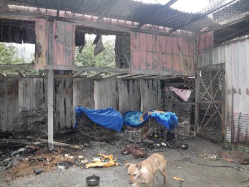 平溪張媽媽貓狗場重建_圖1