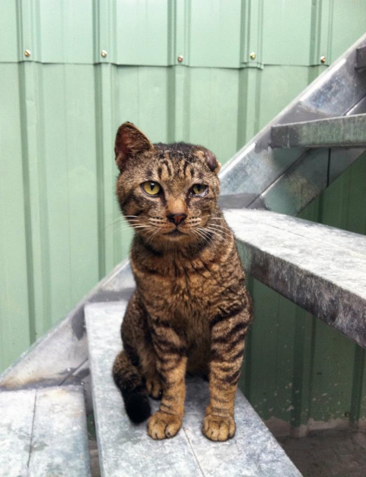 平溪張媽媽貓狗場重建_圖2