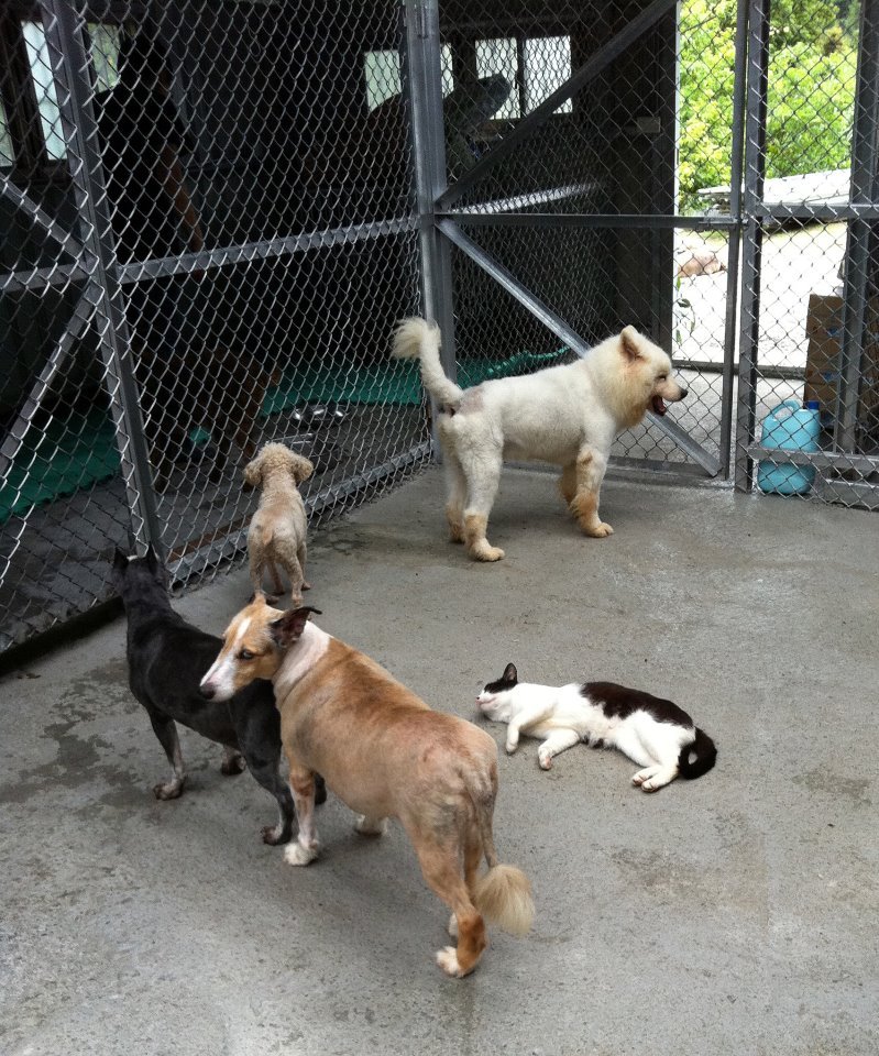 平溪張媽媽貓狗場重建_圖3