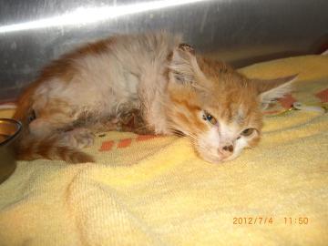 三腳貓小右 有著隱形的翅膀