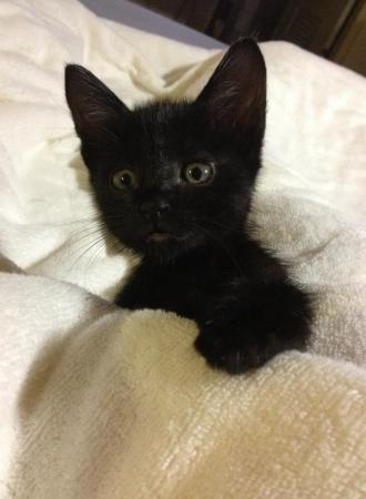 養寵物可以改善健康_圖6