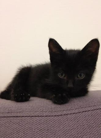 養寵物可以改善健康_圖8