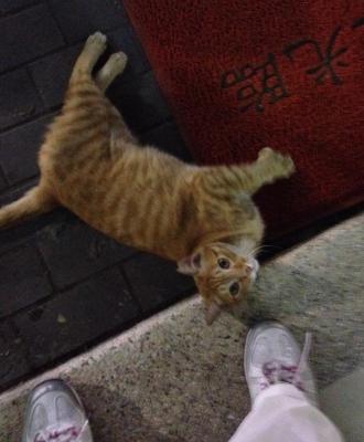 養寵物可以改善健康_圖1