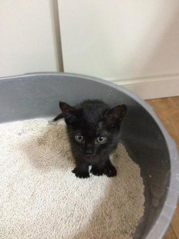 養寵物可以改善健康_圖11