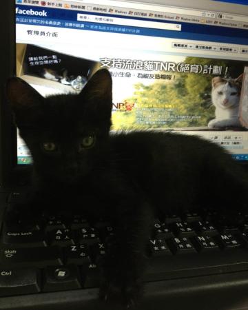 養寵物可以改善健康_圖12