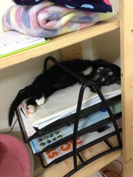 養寵物可以改善健康_圖3