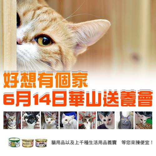 6月14日星期六…貓咪送養義賣會_圖2