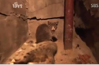 貓媽吃塑膠裹腹致死…小貓守著死去的母親_圖7