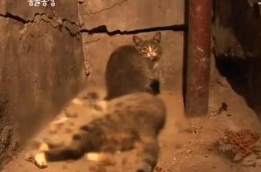 貓媽吃塑膠裹腹致死…小貓守著死去的母親_圖1