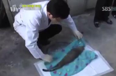 貓媽吃塑膠裹腹致死…小貓守著死去的母親_圖25