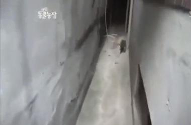 貓媽吃塑膠裹腹致死…小貓守著死去的母親_圖3