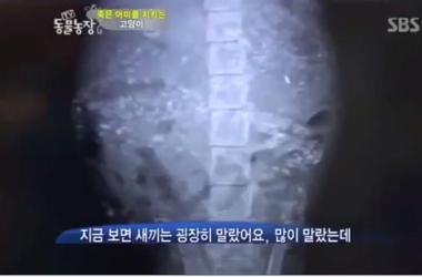 貓媽吃塑膠裹腹致死…小貓守著死去的母親_圖33