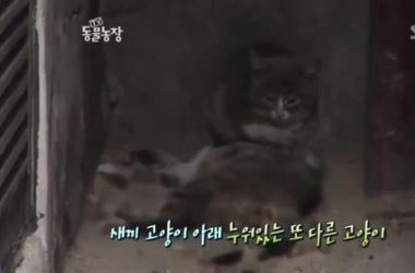 貓媽吃塑膠裹腹致死…小貓守著死去的母親_圖4