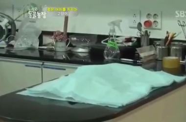 貓媽吃塑膠裹腹致死…小貓守著死去的母親_圖40