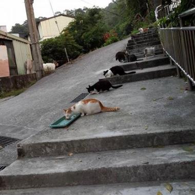 貓媽吃塑膠裹腹致死…小貓守著死去的母親_圖42