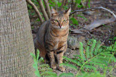 喵。和我一起說貓話