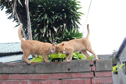 那些貓咪不說你不會懂的祕密_圖1