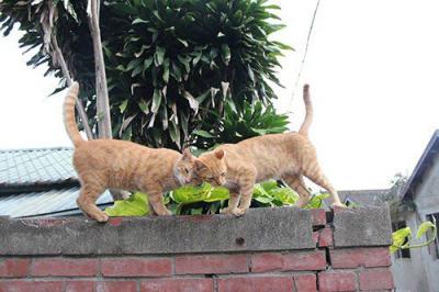 那些貓咪不說你不會懂的祕密