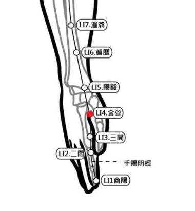 穴位保健─合谷穴（消除頭痛減壓力）