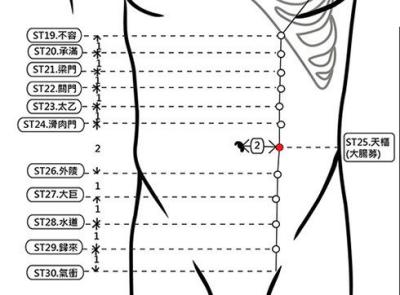 穴位保健─天樞穴（不再大腹便便讓你好腸胃）