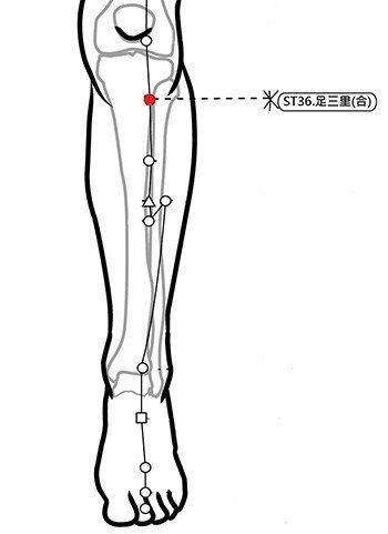 穴位保健─足三里（打造健康的好體質）_圖1