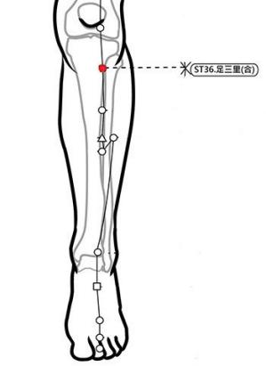 穴位保健─足三里（打造健康的好體質）