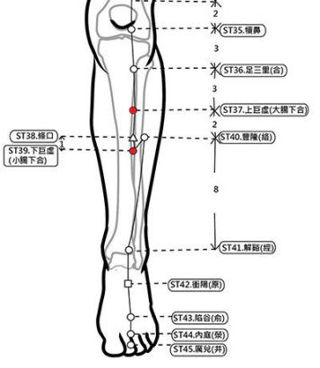 穴位保健─上下巨虛穴（快速停止腸鳴腹瀉）
