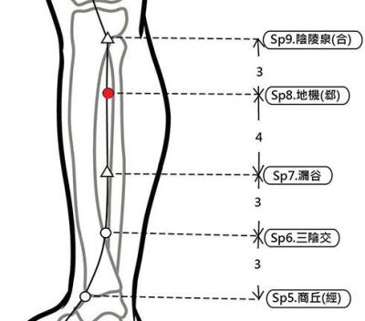 穴位保健─地機穴（調血糖除經痛）